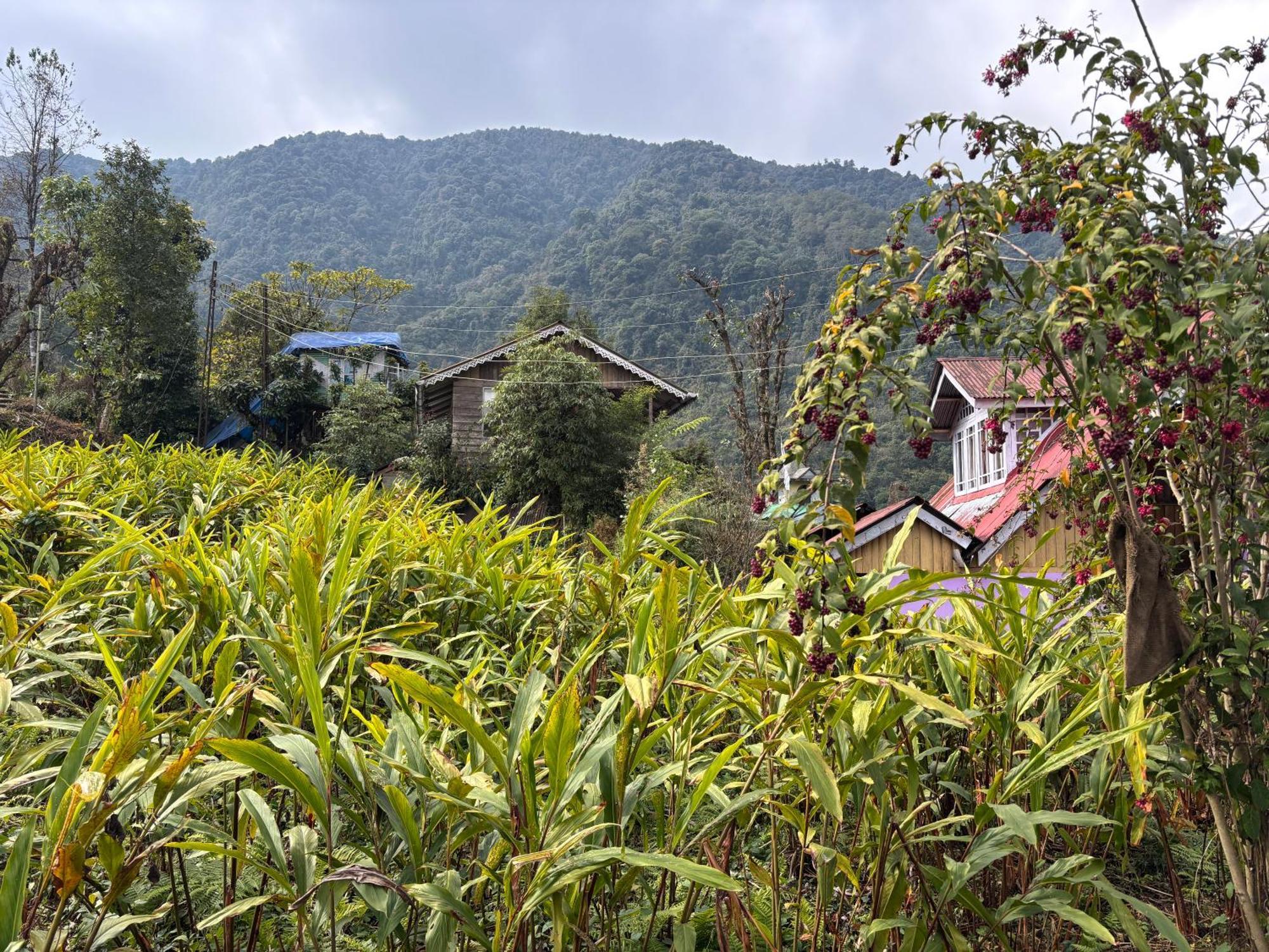 Apartamento Odyssey'S Darap Eco Retreat Pelling Exterior foto